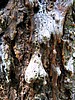 image_088.jpg (96 KB)
