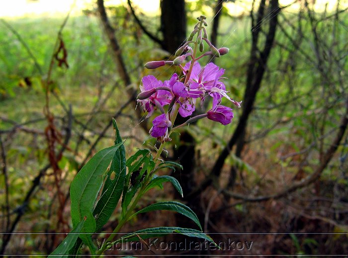 flowers_188.jpg