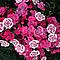 flowers_152.jpg (125 KB)