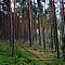 forest_165.jpg (179 KB)