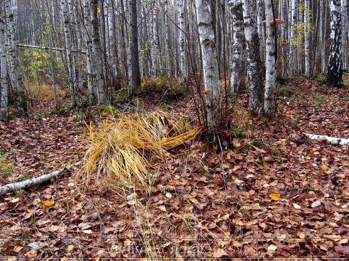 woodland_201.jpg
