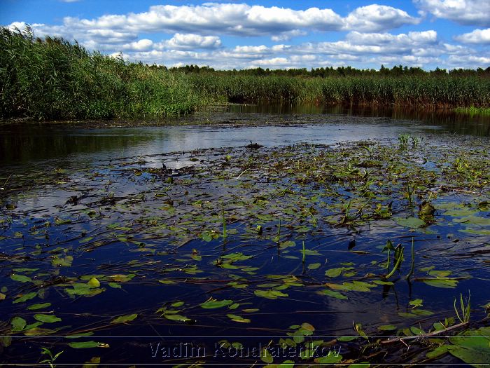 woodland_209.jpg