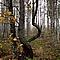 woodland_114.jpg (151 KB)