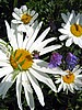 paint_051.jpg (77 KB)