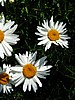 foto_011.jpg (71&nbsp;KB)