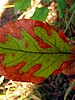 foto_048.jpg (60&nbsp;KB)