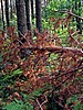 foto_082.jpg (132&nbsp;KB)