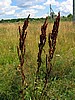 foto_100.jpg (110&nbsp;KB)