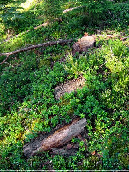 picture_001.jpg