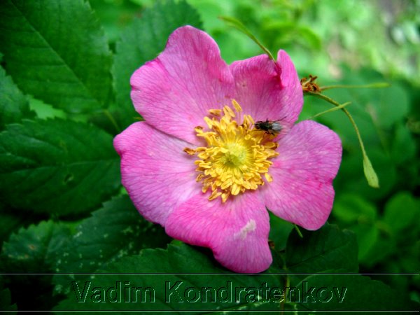 picture_004.jpg