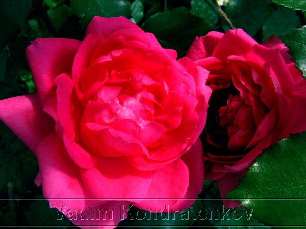 picture_007.jpg