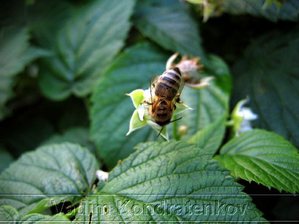 picture_008.jpg