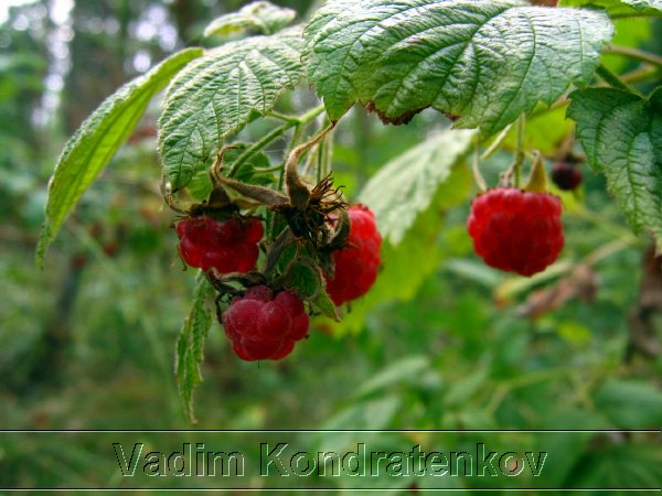 picture_018.jpg