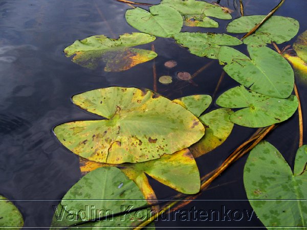 picture_029.jpg