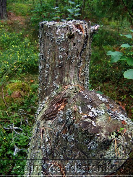 picture_034.jpg