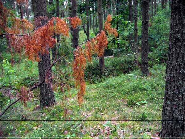 picture_036.jpg
