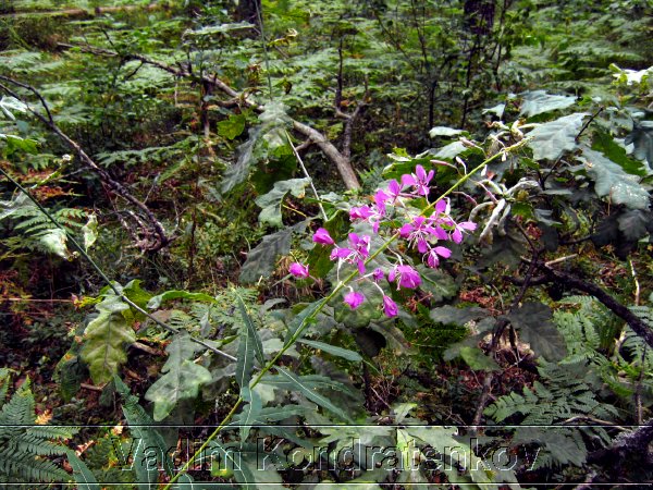picture_038.jpg