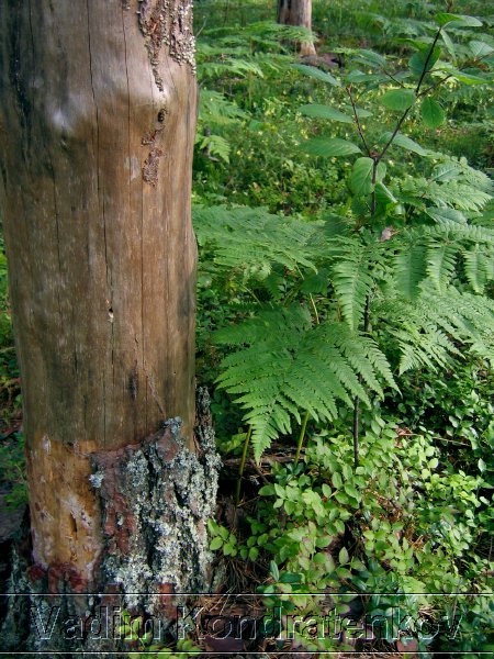 picture_050.jpg