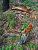 picture_023.jpg (133&nbsp;KB)
