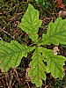 picture_042.jpg (114&nbsp;KB)