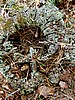 picture_049.jpg (136&nbsp;KB)