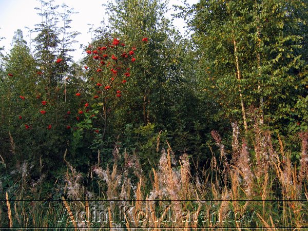 digital_005.jpg
