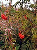 digital_007.jpg (116&nbsp;KB)