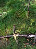 digital_019.jpg (131&nbsp;KB)
