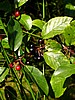 digital_025.jpg (85&nbsp;KB)