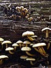 digital_028.jpg (87&nbsp;KB)