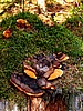 digital_036.jpg (138&nbsp;KB)