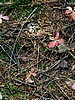 digital_037.jpg (149&nbsp;KB)