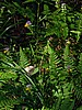 digital_038.jpg (115&nbsp;KB)