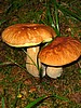 digital_040.jpg (97&nbsp;KB)