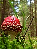 digital_041.jpg (71&nbsp;KB)