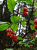 digital_042.jpg (73&nbsp;KB)