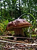 digital_045.jpg (97&nbsp;KB)