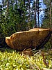 digital_062.jpg (104&nbsp;KB)