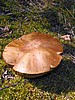 digital_063.jpg (118&nbsp;KB)