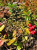digital_064.jpg (124&nbsp;KB)