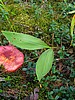 digital_065.jpg (117&nbsp;KB)