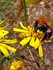 digital_067.jpg (63&nbsp;KB)