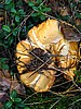 digital_070.jpg (106&nbsp;KB)