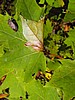digital_071.jpg (70&nbsp;KB)