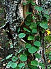 digital_078.jpg (106&nbsp;KB)