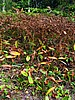 digital_100.jpg (148&nbsp;KB)