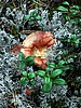 digital_122.jpg (118&nbsp;KB)