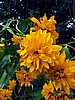 print_011.jpg (71&nbsp;KB)