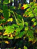 print_018.jpg (92&nbsp;KB)