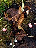 print_061.jpg (120&nbsp;KB)
